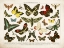 Picture of BUTTERFLY CHART