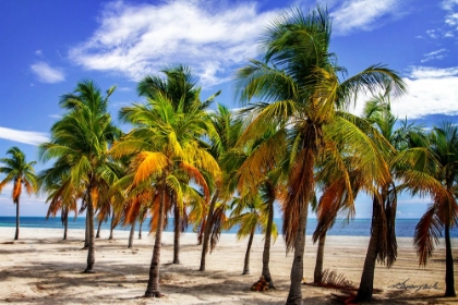 Picture of PALMS ON THE BEACH I