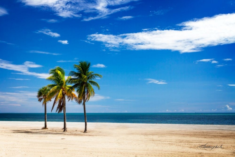 Picture of PALMS ON THE BEACH III