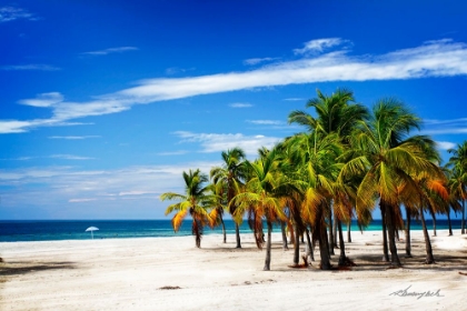 Picture of PALMS ON THE BEACH IV