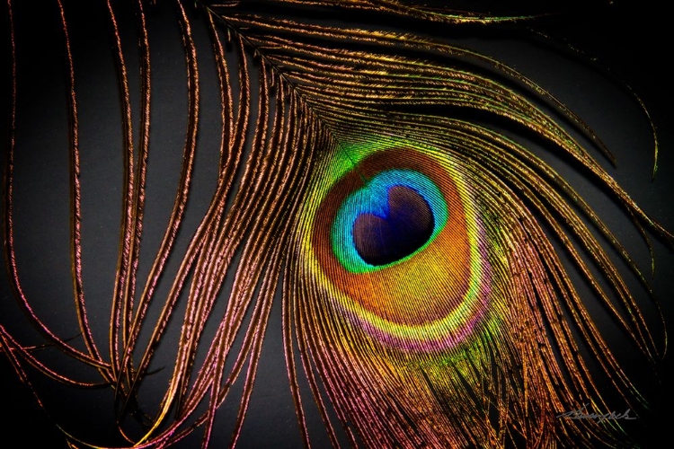 Picture of PEACOCK FEATHER I