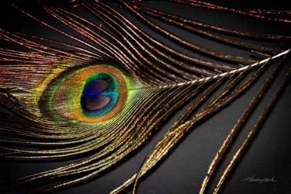 Picture of PEACOCK FEATHER II