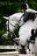 Picture of JUMPING HUNTER II