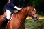 Picture of DRESSAGE I