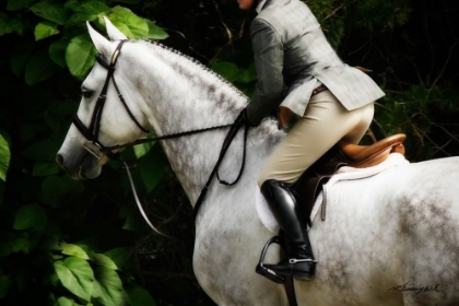 Picture of DRESSAGE II