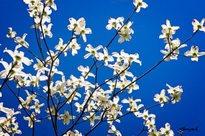 Picture of DOGWOOD ON BLUE I