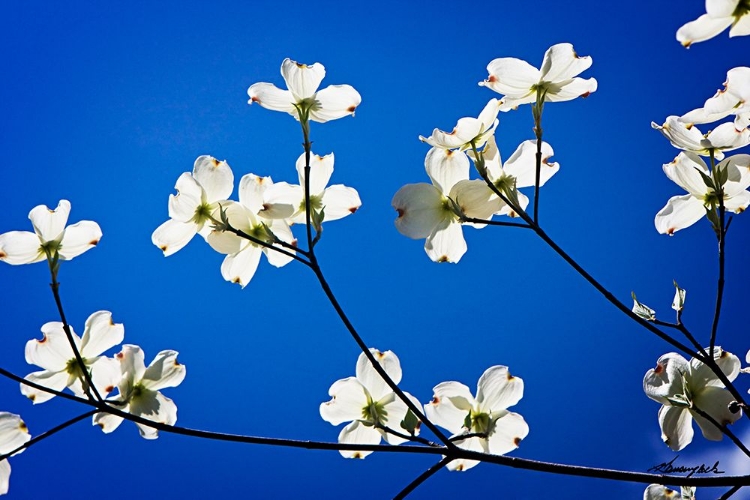 Picture of DOGWOOD ON BLUE II