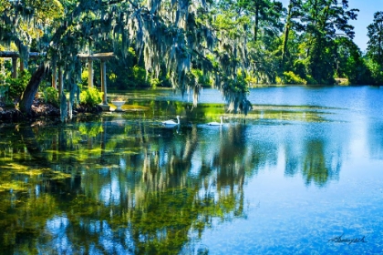 Picture of SWANS IN THE AFTERNOON