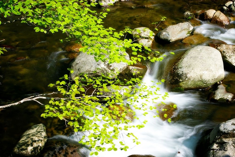 Picture of CRABTREE CREEK