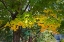 Picture of AUTUMNS BEGINNING