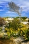 Picture of BEACH TREE