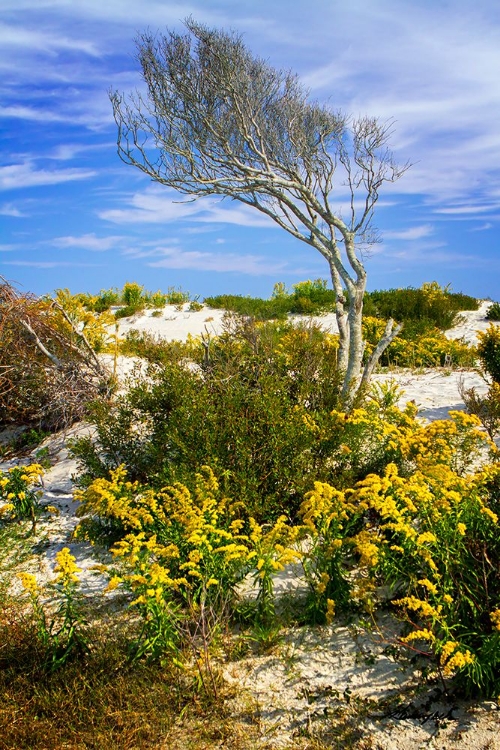 Picture of BEACH TREE