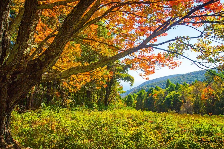 Picture of OLD MOUNTAIN MAPLE