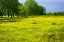 Picture of WILDFLOWERS