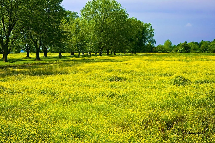 Picture of WILDFLOWERS