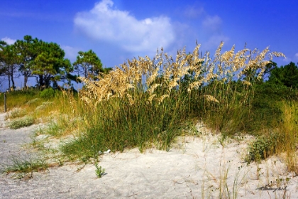 Picture of CAPE LOOKOUT ISLAND