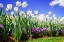 Picture of FLOWER BORDER I