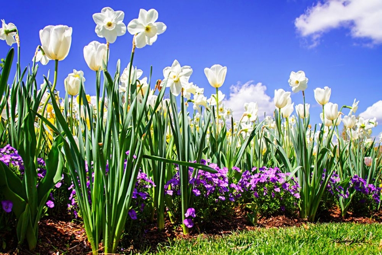 Picture of FLOWER BORDER I