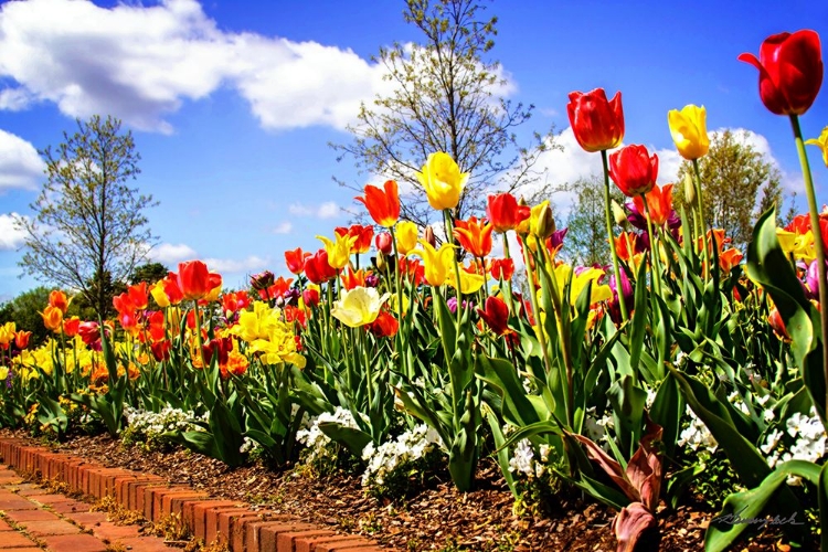 Picture of FLOWER BORDER II