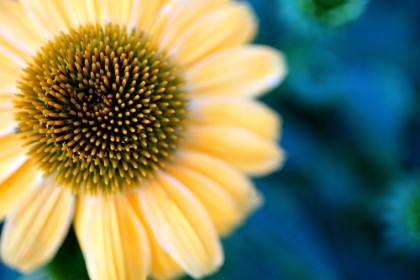 Picture of CONE FLOWERS I