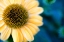 Picture of CONE FLOWERS I