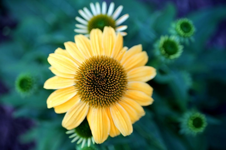 Picture of CONE FLOWERS II