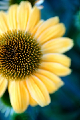 Picture of CONE FLOWERS III