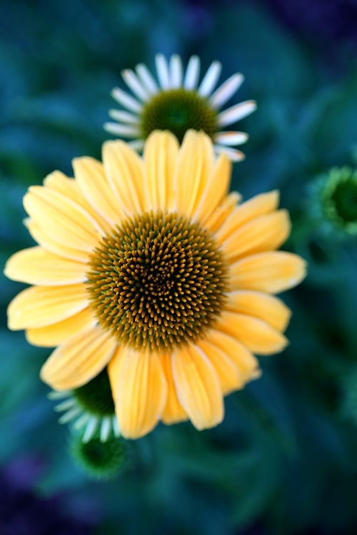 Picture of CONE FLOWERS IV