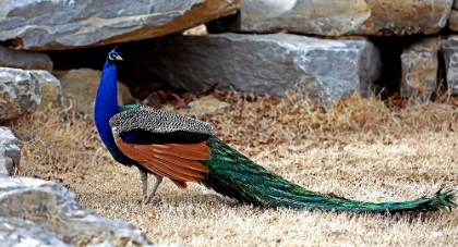 Picture of POSING PEACOCK I