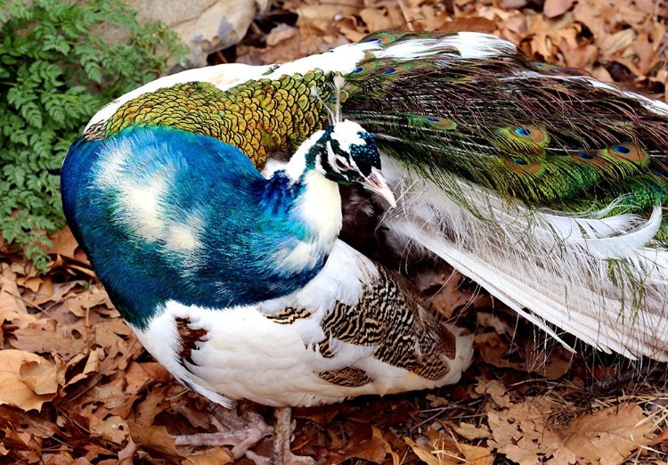 Picture of POSING PEACOCK II