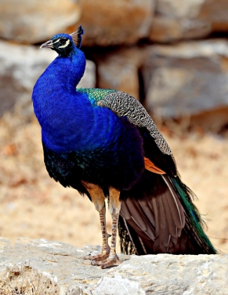 Picture of POSING PEACOCK III