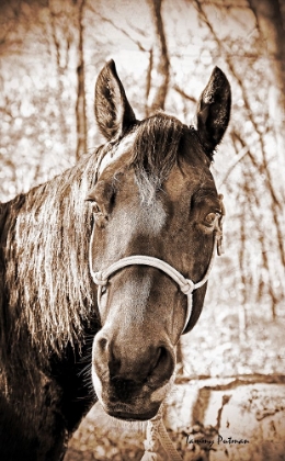 Picture of VINTAGE HORSE I