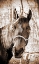 Picture of VINTAGE HORSE I