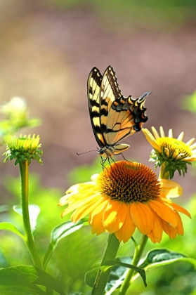 Picture of EASTERN TIGER SWALLOWTAIL LIFT