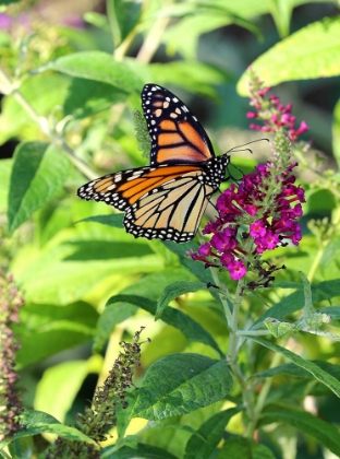 Picture of MONARCH GARDEN I