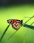 Picture of MONARCH STAINED GLASS