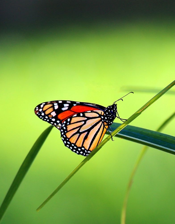 Picture of MONARCH STAINED GLASS