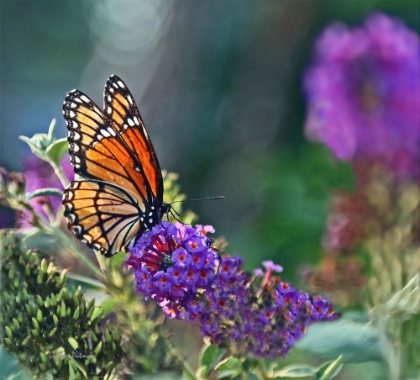 Picture of MONARCH GARDEN II