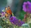Picture of MONARCH GARDEN II