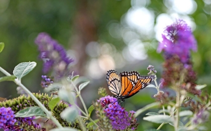 Picture of MONARCH GARDEN III