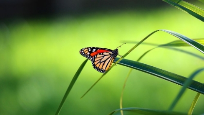 Picture of MONARCH PATTERNS