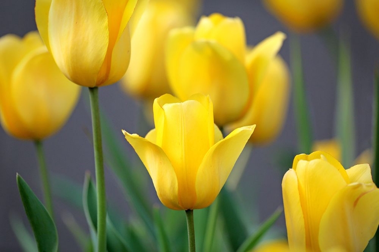 Picture of YELLOW TULIPS