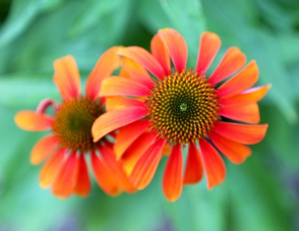 Picture of ECHINACEA