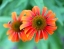 Picture of ECHINACEA
