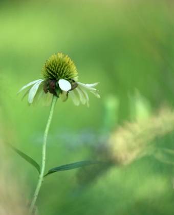 Picture of WHITE CONES I