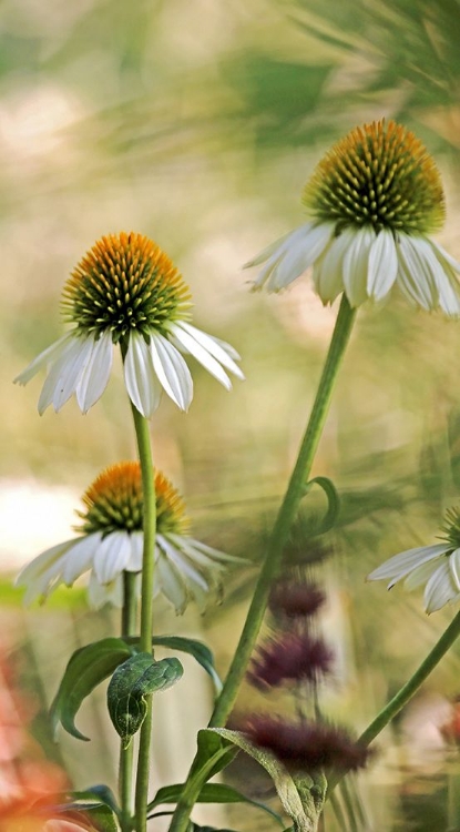 Picture of WHITE CONES II