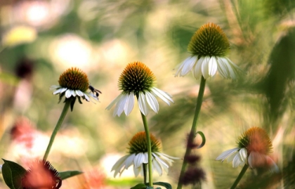 Picture of WHITE CONES III