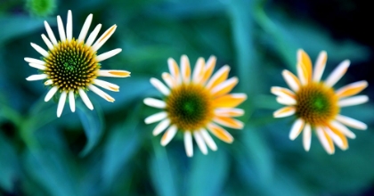 Picture of DAISY TRIO