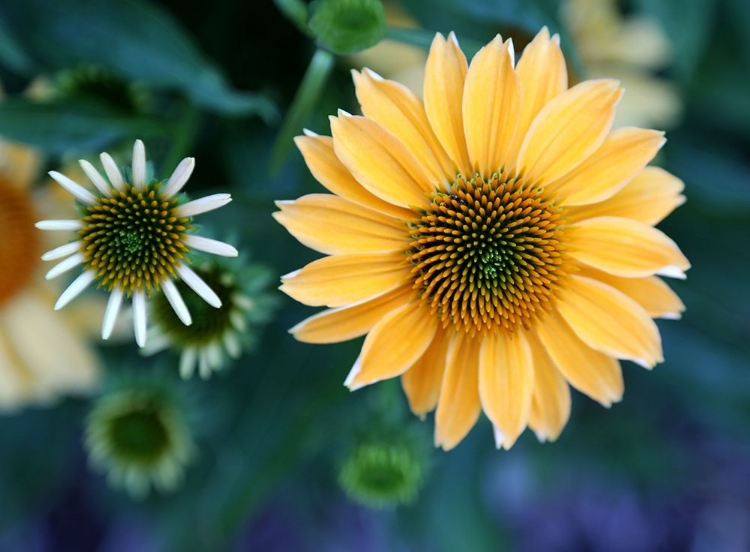 Picture of DAISIES