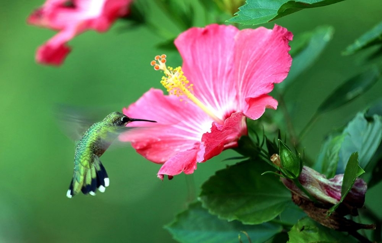 Picture of HUMMINGBIRD I